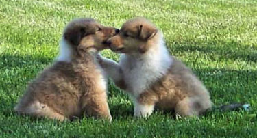 Two loveable puppies.