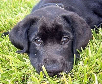 Adorable black Labrador puppy with beautiful eyes.