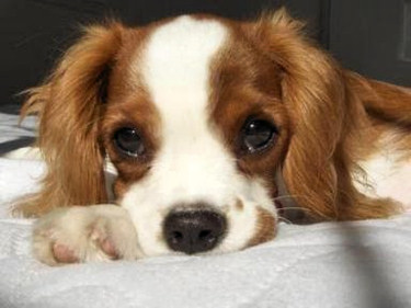 Cute, but sad looking, stray brown and white puppy dog.