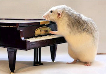 Cute big rat playing a miniature piano.