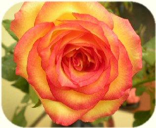 Beautiful pink and yellow rose.