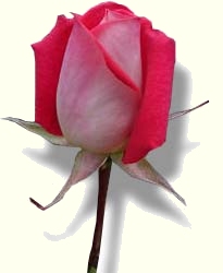 Beautiful red rosebud.