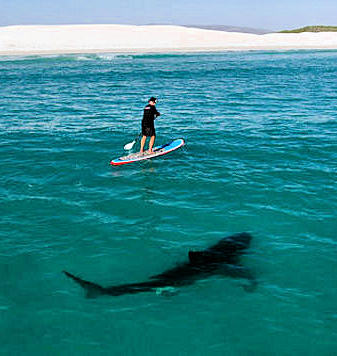 Man paddling on a surfboard with a 'white shark' nearby.