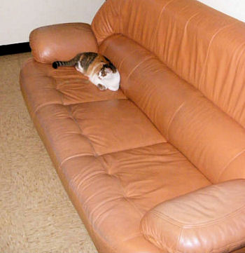 Old sofa and cat.