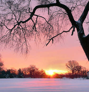 Beautiful sunrise over the snow and through a tree.