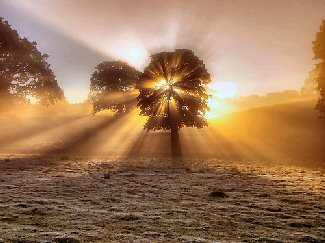 Sunrise through a tree.