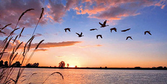Sunrise, water, birds in flight.