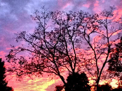 Tree with a beautiful multicolored sunset in the background.