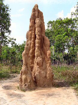 Termite Mound.