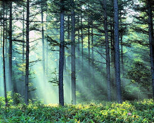 Trees in a forest with, light rays shining in.