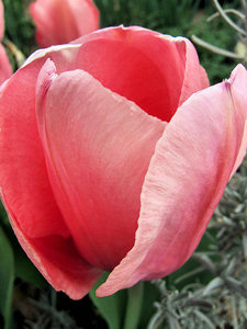 Pink tulip flower blooming.