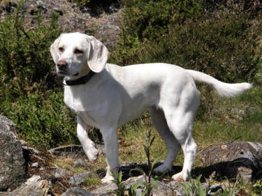 White beagle dog that got loose.
