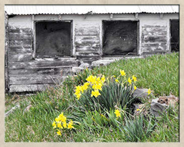 Beautiful bunch of yellow daffodil flowers blooming by a badly deteriorated and abandoned old house.